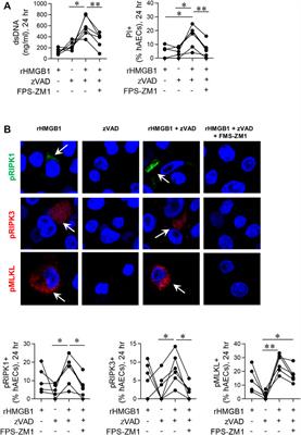 MLKL Regulates Rapid Cell Death-independent HMGB1 Release in RSV Infected Airway Epithelial Cells